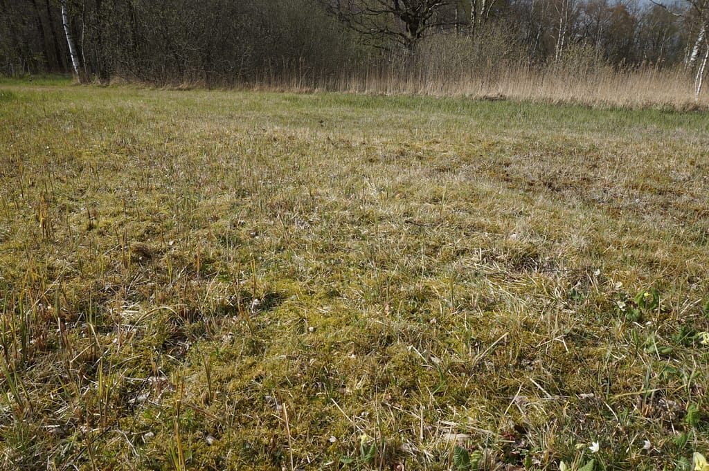 Lav vegetation i Børstingerød mose for Mørk Pletvinge larvens skyld. Forvaltning af Mørk Pletvinge (Melitaea diamina), forvaltning af dagsommerfugle, ildfugl.com.
