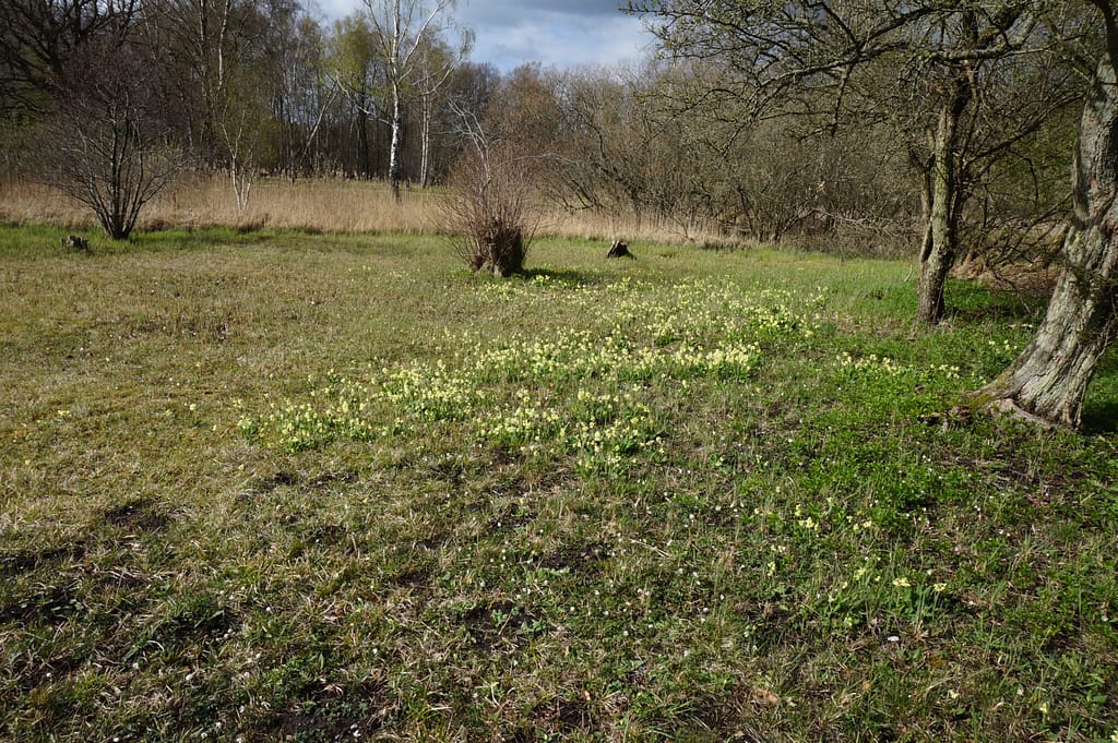 Børstingerød mose er hjemsted for Mørk Pletvinge. Forvaltning af Mørk Pletvinge (Melitaea diamina), forvaltning af dagsommerfugle, ildfugl.com.