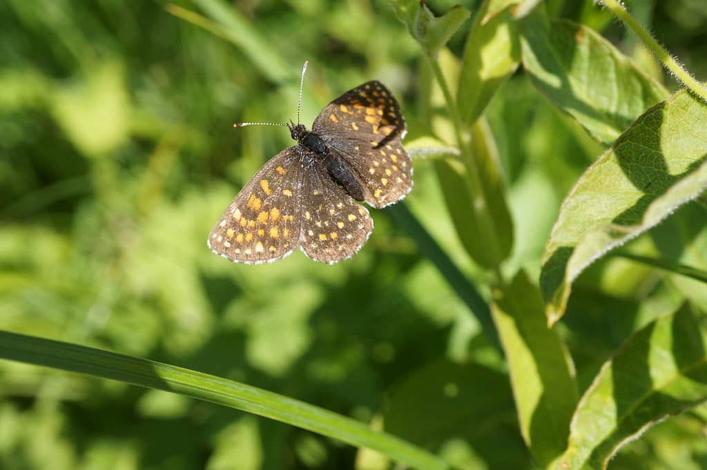 Forvaltning af Mørk Pletvinge (Melitaea diamina), forvaltning af dagsommerfugle, ildfugl.com.