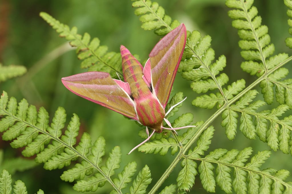 Dueurtsværmer (Deilephila elpenor)