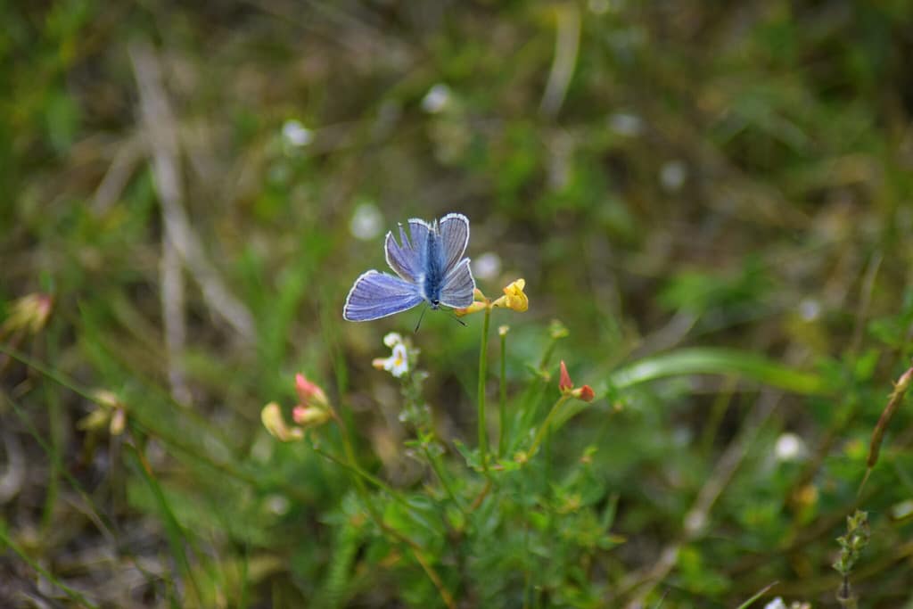 Han af Almindelig Blåfugl (Polyommatus icarus) på Almindelig Kællingetand (Lotus corniculatus). Denne han har slidte vinger, hvilket tyder på, at han har været i territoriekamp. Billedet er taget af Zelina Elex Petersen i juni 2017 på Flyvestation Værløse. Sommerfugleforvaltning, forvaltning af Almindelig Blåfugl, Ildfugl.com.