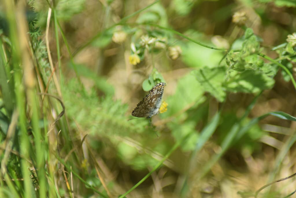 Hun af Almindelig Blåfugl (Polyommatus icarus). Læg mærke til undersidens gråbrune farve. Farven på undersiden er en sikker måde at skælme hanner fra hunner. Hannen er gråhvid på vingeundersiden. Kendetegner for Almindelige Blåfugl kan også ses, en hvid kile på den nederste vinge. Billedet er taget af Zelina Elex Petersen i juni 2017. Sommerfugleforvaltning, forvaltning af Almindelig Blåfugl, Ildfugl.com.