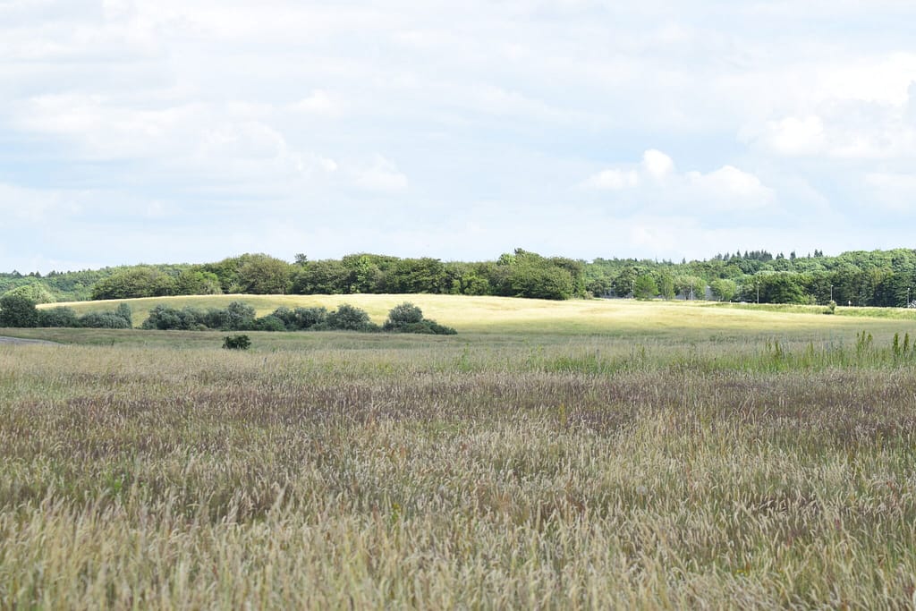 Baunesletten i Værløse er et af de mange steder, hvor man kan se Almindelig Blåfugl (Polyommatus icarus). Billedet er taget af Zelina Elex Petersen i juni 2016. Sommerfugleforvaltning, forvaltning af Almindelig Blåfugl, Ildfugl.com.