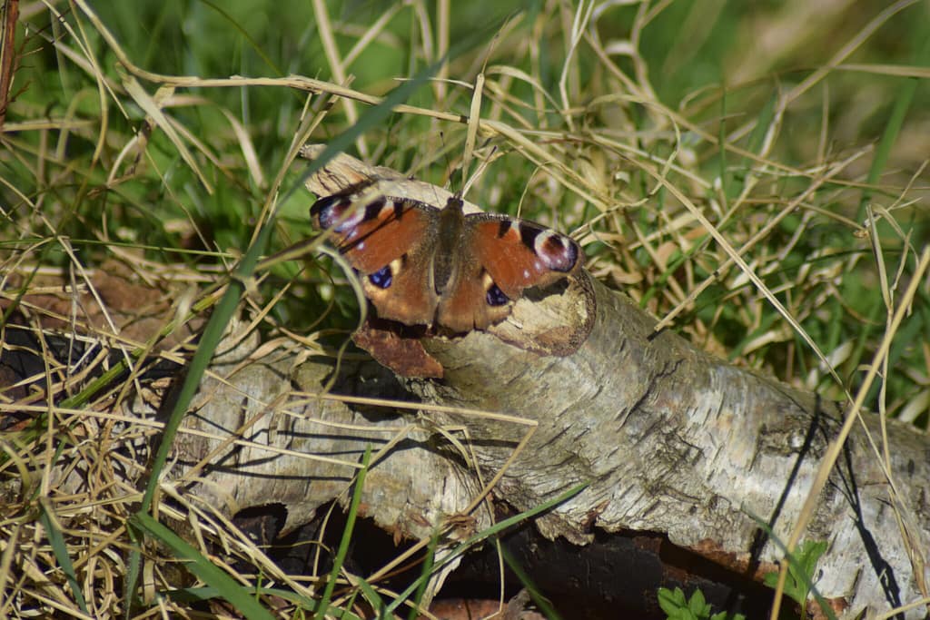 Dagpåfugeøje (Aglais io) solbader en dejlig dag i maj 2018. Billedet her er taget ved Sortmosen i Farum af Zelina Elex Petersen. Sommerfugleforvaltning, forvaltning af Dagpåfugleøje, Ildfugl.com.