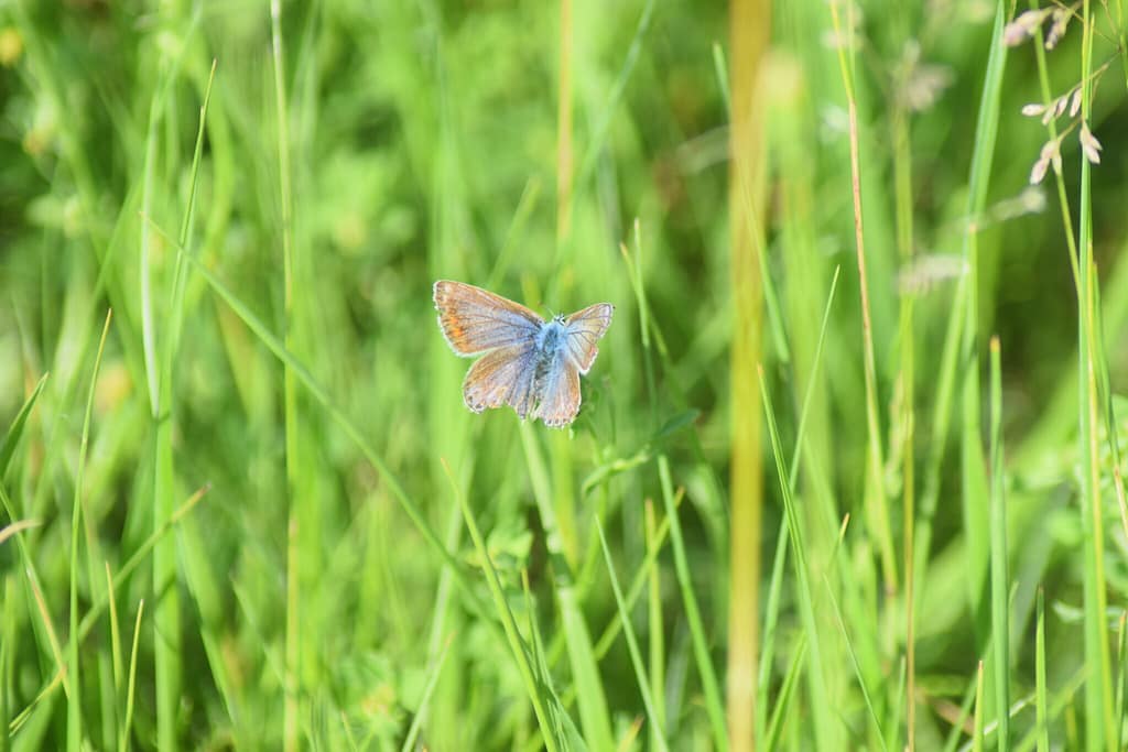 En slidt Almindelig Blåfugl (Polyommatus icarus) hun tager sig et hvil. Det er sidst på første generations flyvningstid i 2017. Hun har formentlig lagt de æg, som hun skulle nu. Billedet er taget af Zelina Elex Petersen i juni 2017. Sommerfugleforvaltning, forvaltning af Almindelig Blåfugl, Ildfugl.com.