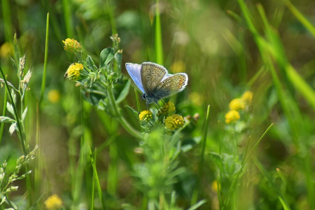 Han af Almindelig Blåfugl (Polyommatus icarus) på Gul Kløver (Trifolium campestre). Godt igang med at suge nektar på en af artens favorit fouragerings- og værtsplanter. Billedet er taget af Zelina Elex Petersen i juni 2017 på Flyvestation Værløse. Sommerfugleforvaltning, forvaltning af Almindelig Blåfugl, Ildfugl.com.