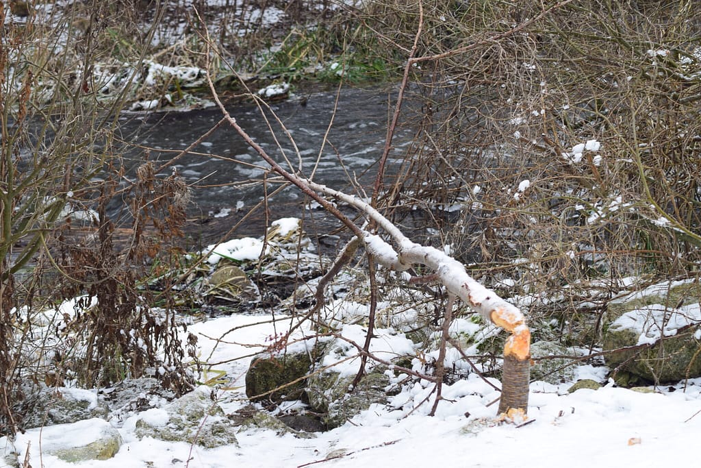 Spor efter Bæver (Castor fiber) ved Pøleåen tæt på fraløbet fra Solbjerg Engsø. Udflugt til Pøleåen ved Solbjerg Engsø. Hyggetur. Ildfugl.com