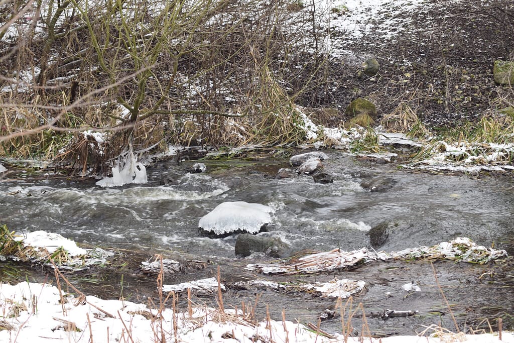 Vandstær (Cinclus cinclus) levested nær udløbet fra Solbjerg Engsø. Udflugt til Pøleåen ved Solbjerg Engsø. Hyggetur. Ildfugl.com
