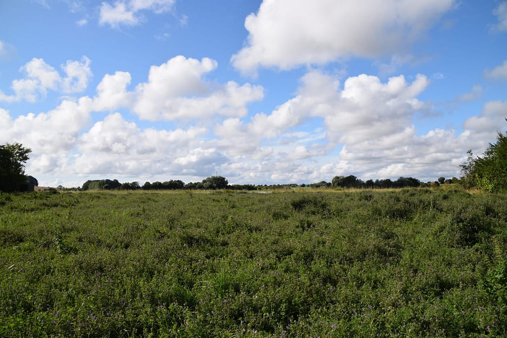 Foder-Lucernemark (Medicago sativa) på Stevns. Det danske landskab mangler mange hektar lucernemarker, hvis vi skal sikre Orange Høsommerfugl gunstige levevilkår i Danmark. Billedet er taget af Zelina Elex Petersen på en Foder-Lucernemark tilhørende Klippingegård nær Klippinge på Stevns i august 2021. Beskyttelse af Orange Høsommerfugl (Colias crocea). Ildfugl.com