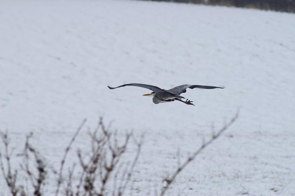 Det bor mindst en Fiskehejre (Ardea cinerea) langs den strækning af Pøleåen. Udflugt til Pøleåen ved Solbjerg Engsø. Hyggetur. Ildfugl.com