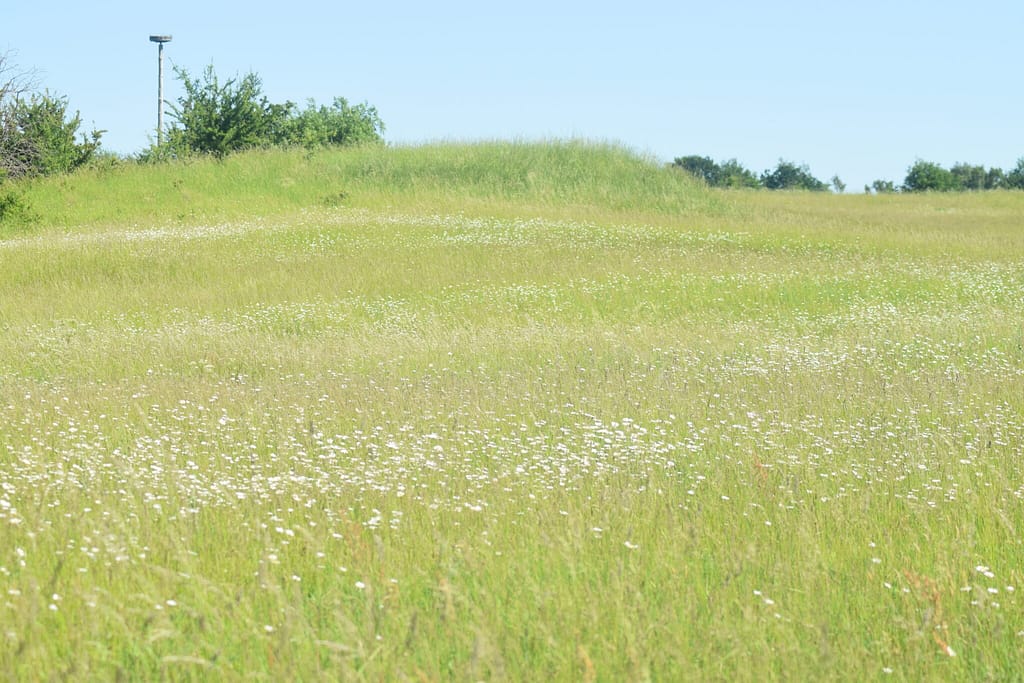 Område af Flyvestation Værløse med masse af Hvid Okseøje (Leucanthemum vulgare). Her ses hvert år mange Almindelig Blåfugle (Polyommatus icarus). Billedet er taget af Zelina Elex Petersen i juni 2017. Sommerfugleforvaltning, forvaltning af Almindelig Blåfugl, Ildfugl.com.