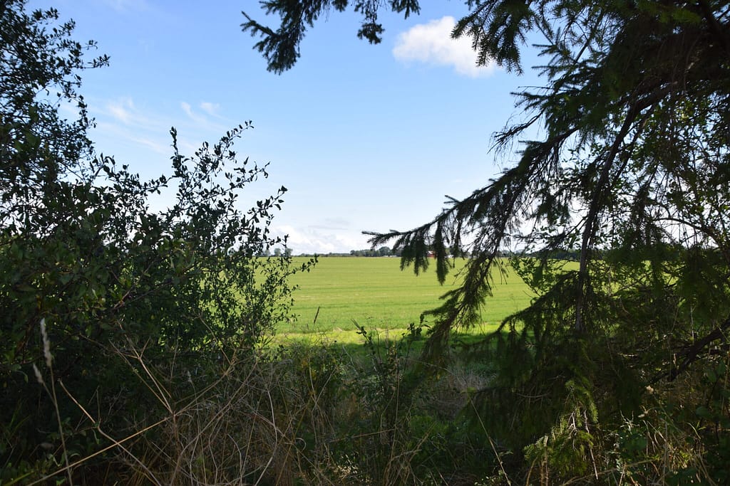 Mange marker er store, åbne og uden liv i dagens Danmark. Her ville man med fordel kunne plante læhegn eller florastriber med vilde blomster og Foder-Lucerne (Medicago sativa) til gavn for mange insekter og ikke kun Orange Høsommerfugl (Colias crocea). Billedet er taget af Zelina Elex Petersen på en Foder-Lucernemark tilhørende Klippingegård nær Klippinge på Stevns i august 2021. Beskyttelse af Orange Høsommerfugl (Colias crocea). Ildfugl.com