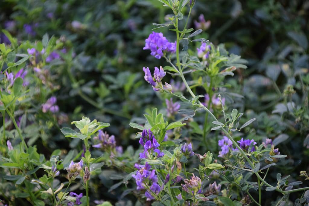 Foder-Lucerne (Medicago sativa). Billedet er taget af Zelina Elex Petersen på en Foder-Lucernemark tilhørende Klippingegård nær Klippinge på Stevns i august 2021. Beskyttelse af Orange Høsommerfugl (Colias crocea). Ildfugl.com