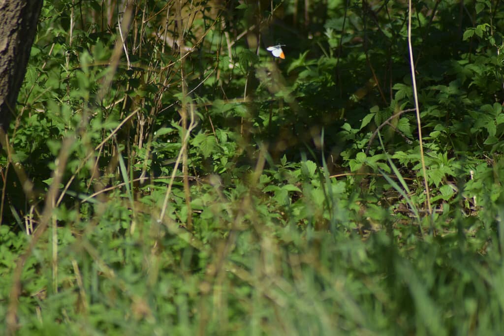 Aurora (Anthocharis cardamines) han på jagt efter hunner i skovbryn. Billedet er taget på Præstengen i Farum den 8 maj 2018 af Zelina Elex Petersen. Aurora forvaltning. Forvaltning af dagsommerfugle. Ildfugl.com