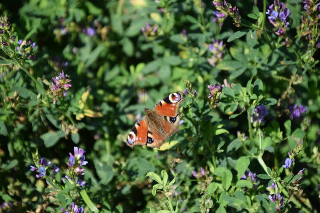 Dagpåfugleøje (Aglais io) på Foder-Lucerne (Medicago sativa). Dette er endnu en art, som man er garanteret at se hvert år på sin Lucernemark,. Til trøst hvis nu Orange Høsommerfugl (Colias crocea) ikke dukker op. Billedet er taget af Zelina Elex Petersen på en Foder-Lucernemark tilhørende Klippingegård nær Klippinge på Stevns i august 2021. Beskyttelse af Orange Høsommerfugl (Colias crocea). Ildfugl.com