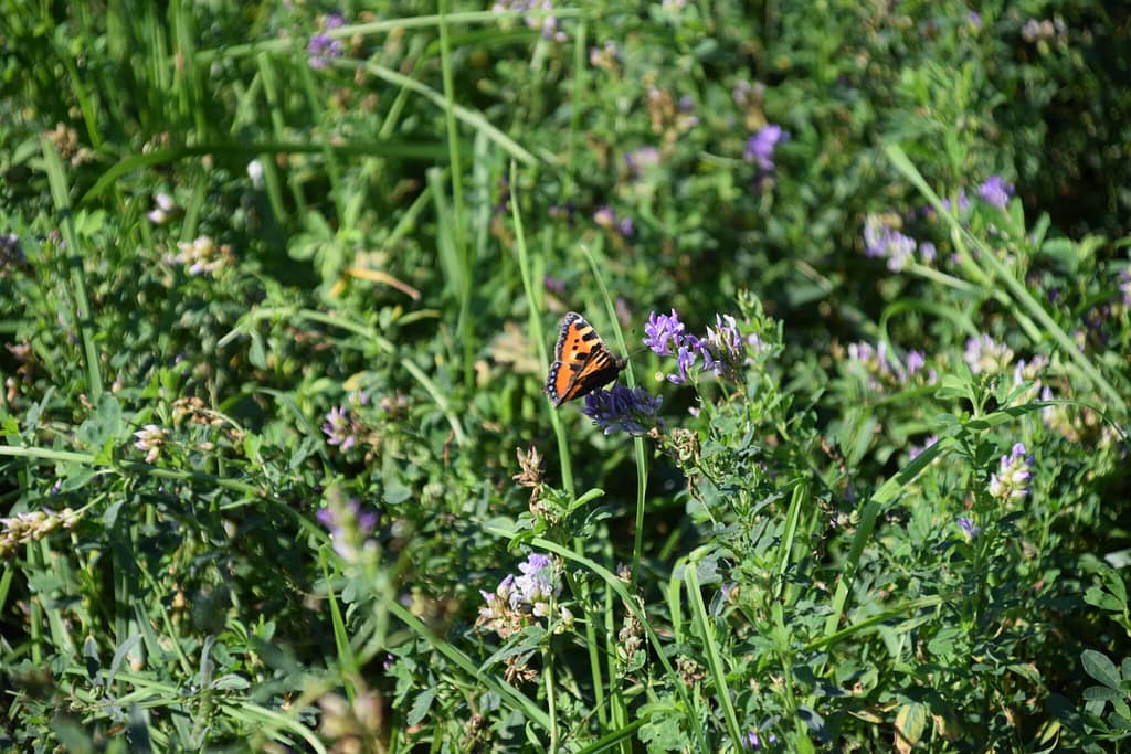 Nældens Takvinge (Aglais urticae) på Foder-Lucerne (Medicago sativa). Ønsker man at anlægge en mark med lucerne til Orange Høsommerfugl (Colias crocea), behøver man ikke frygte, at den står tom nogle år. Mange sommerfugle og andre insekter nyder godt at planten. Billedet er taget af Zelina Elex Petersen på en Foder-Lucernemark tilhørende Klippingegård nær Klippinge på Stevns i august 2021. Beskyttelse af Orange Høsommerfugl (Colias crocea). Ildfugl.com
