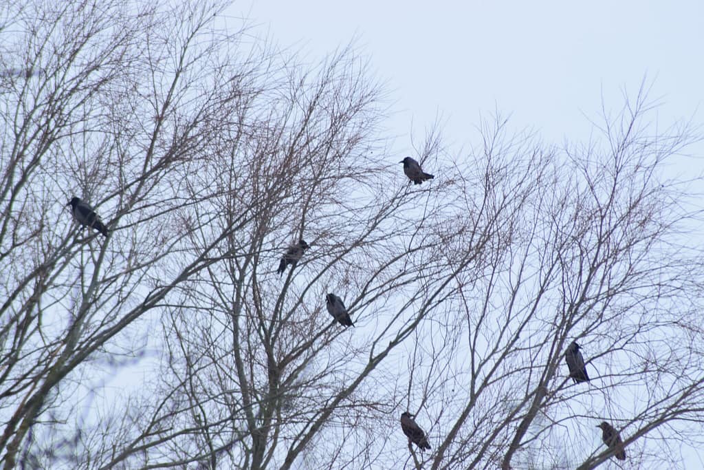 Gråkrager (Corvus cornix) sidder i træer og snakker i det kolde vejr. Udflugt til Pøleåen ved Solbjerg Engsø. Hyggetur. Ildfugl.com