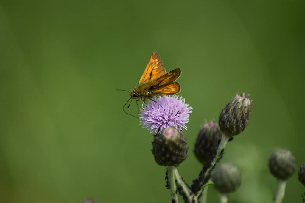 Læs Biolog og naturformilder - Zelina Elex Petersen artikler om bredpander. En gruppe af sommerfugle, som lever i Danmark.