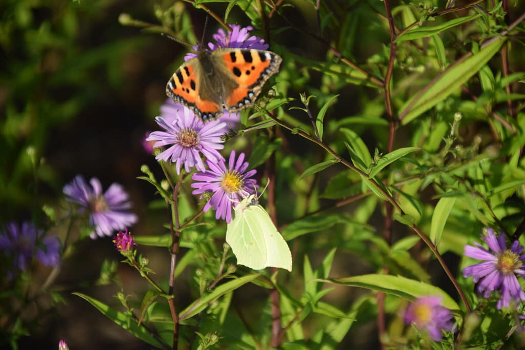 Citronsommerfugl (Gonepteryx rhamni) hun på Asters (Aster sp.). Her får hun selskab af en Nældens Takvinge (Aglais urticae), som også skal opbygge fedtdepoter til vinterens overvintring. Beskyttelse af Citronsommerfugl. Beskyttelse af dagsommerfugle. Ildfugl.com