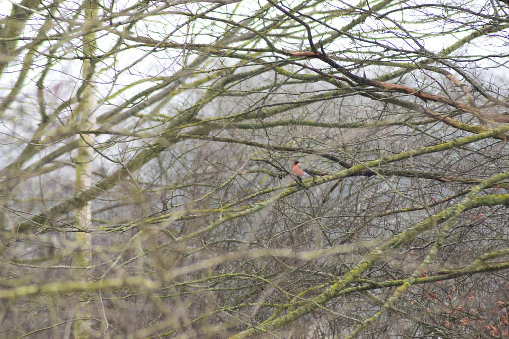 Han Dompap (Pyrrhula pyrrhula) sidder og hygger sig over Pøleå. Udflugt til Pøleåen ved Solbjerg Engsø. Hyggetur. Ildfugl.com