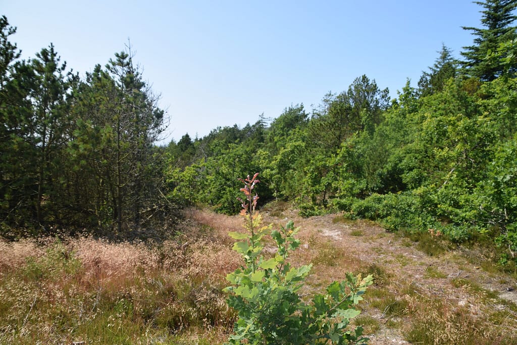 Levested for Stregbredpande. Den lever i mange forskellige typer af habitater. Dette er et af de mere tørre og sandede. Den kan altså sagtens leve i dit sommerhusområde. Foto: Zelina Elex Petersen. Bulbjerg (2021).