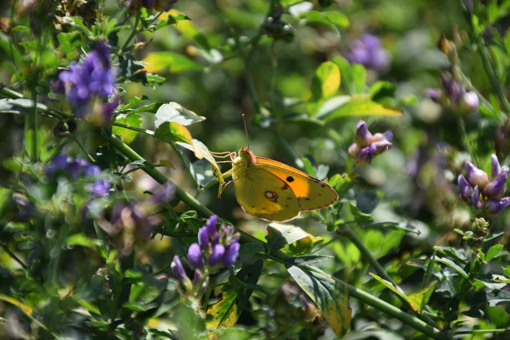 range Høsommerfugl (Colias crocea) tager sig et hvil på Foder-Lucerne (Medicago sativa). Billedet er taget af Zelina Elex Petersen på en Foder-Lucernemark tilhørende Klippingegård nær Klippinge på Stevns i august 2021. Beskyttelse af Orange Høsommerfugl (Colias crocea). Ildfugl.com