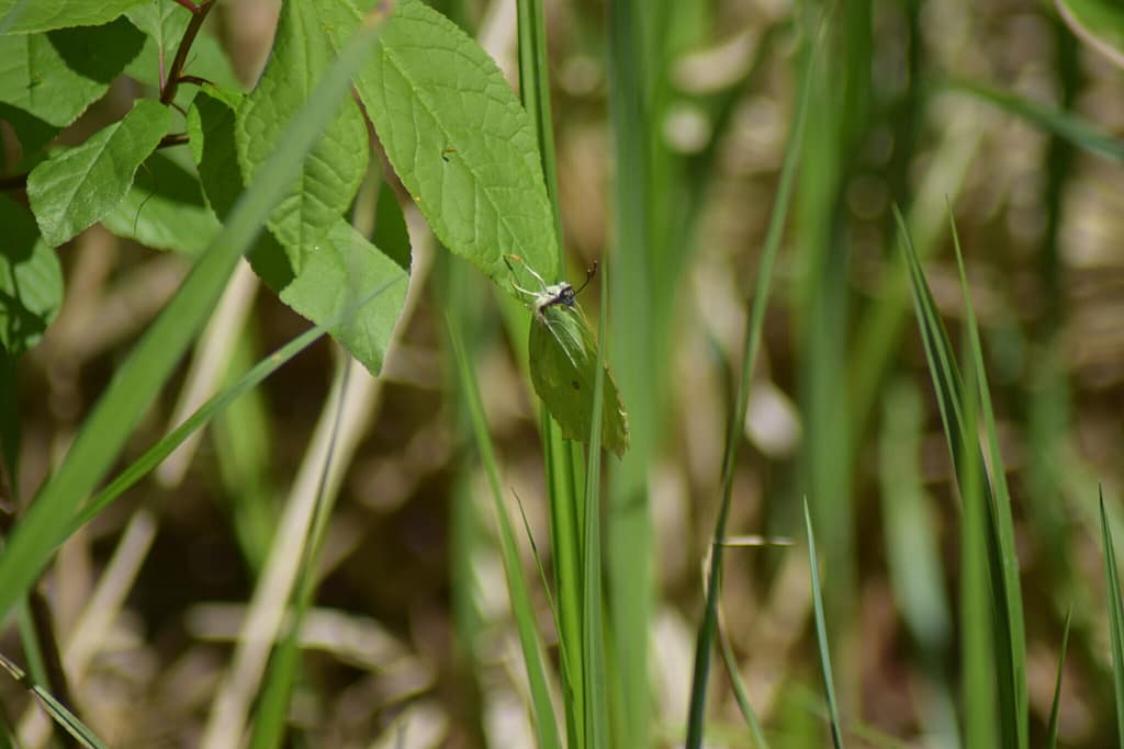 Citronsommerfugl (Gonepteryx rhamni) hun på blad af Tørst (Rhamnus frangula). Beskyttelse af dagsommerfugle. Ildfugl.com