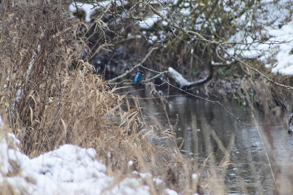 Vi så flere Isfugle (Alcedo atthis) på vores tur langs Pøleåen. Udflugt til Pøleåen ved Solbjerg Engsø. Hyggetur. Ildfugl.com