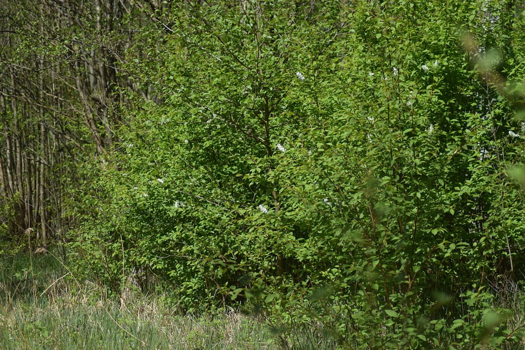 Tørst (Rhamnus frangula) er værtplanten for Citronsommerfugl (Gonepteryx rhamni). Beskyttelse af Citronsommerfugl. Beskyttelse af dagsommerfugle. Ildfugl.com