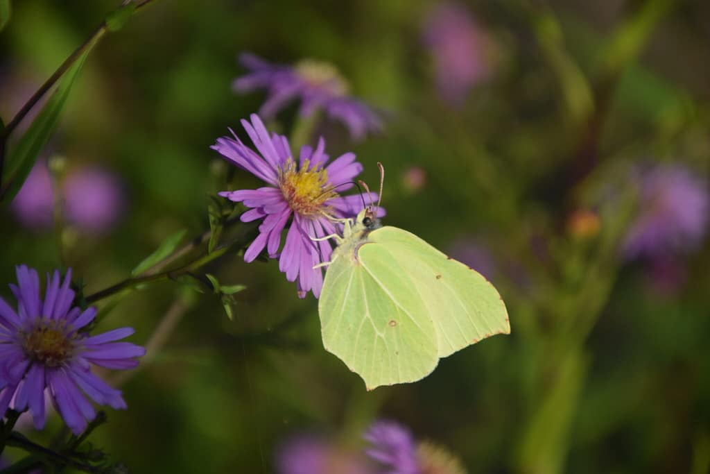 Citronsommerfugl (Gonepteryx rhamni) hun på Asters (Aster sp.) i August. I sensommeren bruger de voksne en masse tid på at opbygge fedtdepoter. Asters er en rigtig god plante for mange dagsommerfugle til dette formål. Beskyttelse af Citronsommerfugl. Beskyttelse af dagsommerfugle. Ildfugl.com