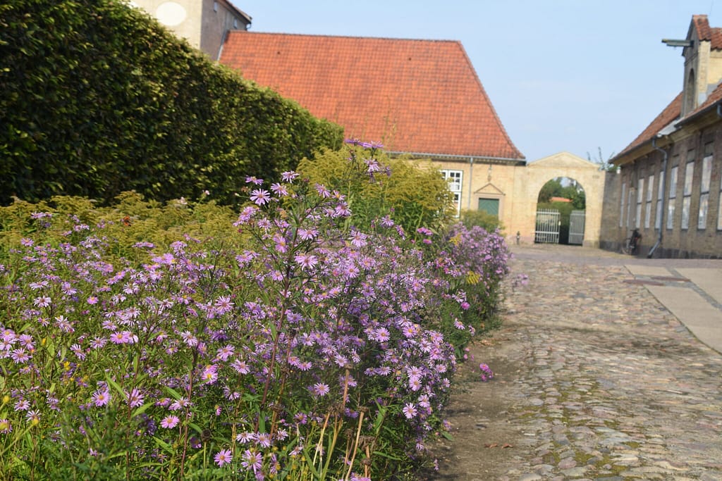 Her på Augustenborg slot på Als, har de nogle dejlige bede med masser af Asters (Aster sp.) og Sildrig Gyldenris (Solidago gigantea). Her oplevede jeg tilbage i august 2019 en masse Citronsommerfugle (Gonepteryx rhamni). Beskyttelse af Citronsommerfugl. Beskyttelse af dagsommerfugle. Ildfugl.com
