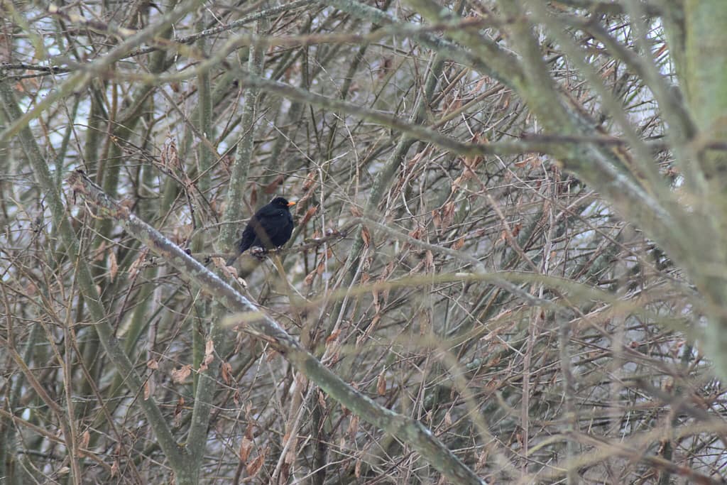 Min ven Solsorten (Turdus merula) var også tilstede langs Pøleåen. Udflugt til Pøleåen ved Solbjerg Engsø. Hyggetur. Ildfugl.com