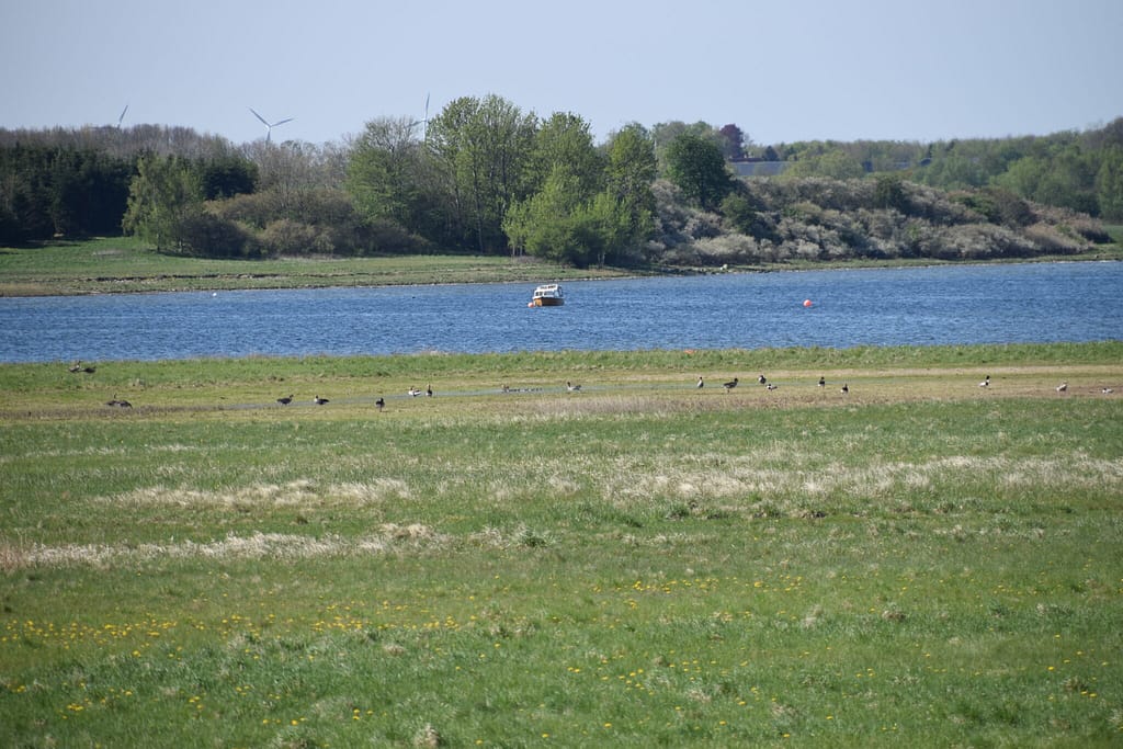 Eng nær Bognæs. Her ses en masse Mælkebøtter (Taraxacum sp.). Aurora (Anthocharis cardamines) kan også opleves i stor stil på Mælkebøtter, men den lægger ikke æg på dem. Værsplanter for æg findes der mange af, men de er alle i Korsblomstfamilien. Billedet er taget den 29 april 2019 af Zelina Elex Petersen. Aurora forvaltning. Forvaltning af dagsommerfugle. Ildfugl.com.