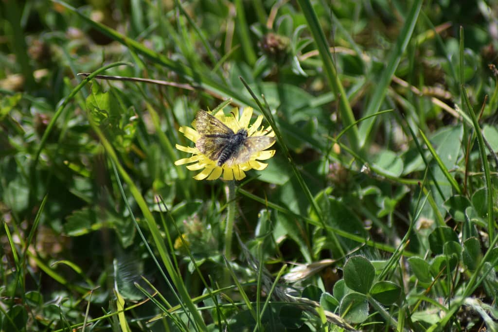 Fransk Bredpande (Pyrgus amoricanus) på Høgeurt. Fotograferet på Røsnæs af Zelina Elex Petersen, maj 2022. Ildfugl.com