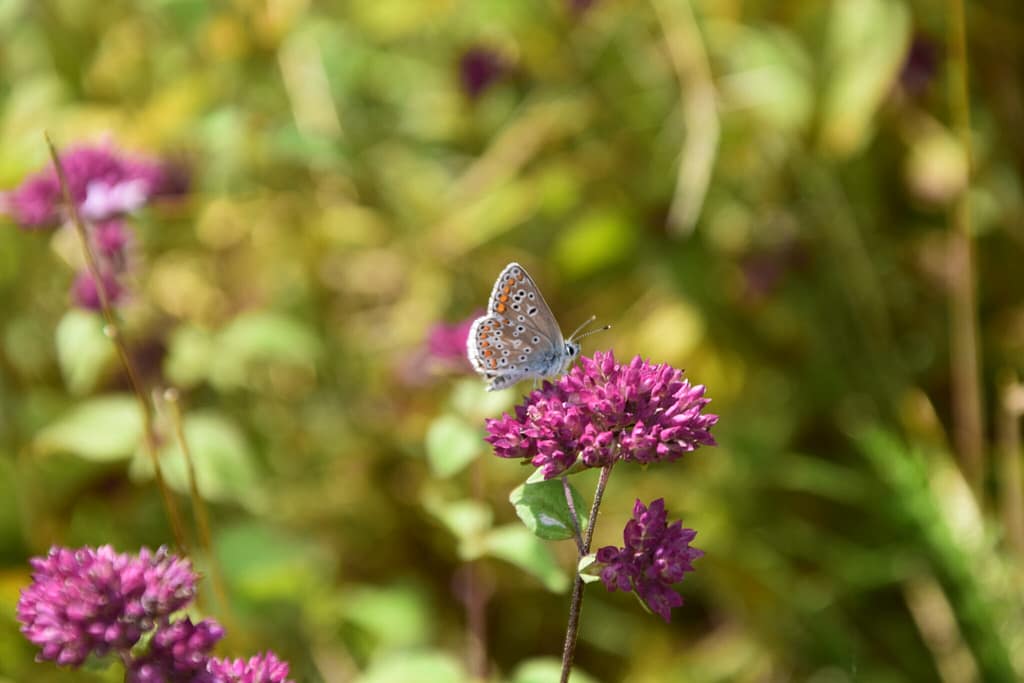 Rødplettet Blåfugl ved Allans og Idas Hegnstrup - Økologisk landbrug.