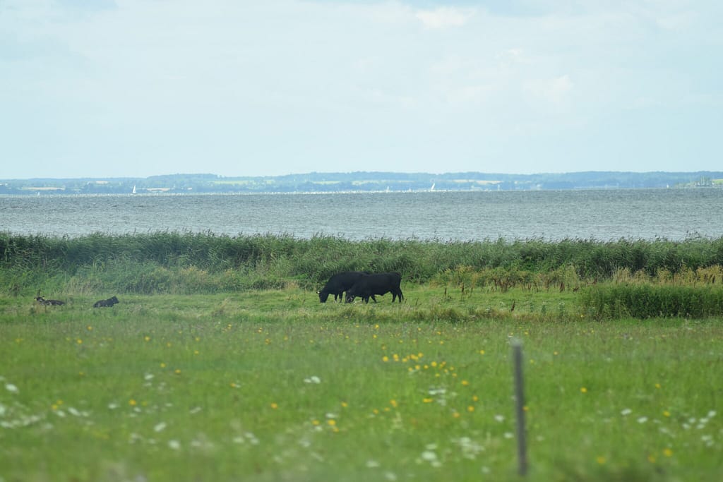 Sommerfugleforvaltning, forvaltning af Almindelig Blåfugl, Ildfugl.com.