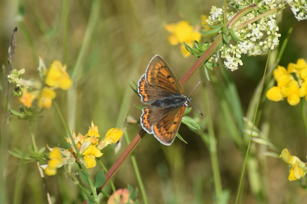 Yoga i naturen. Kom med på sommerfugleyoga til Flyvestation Værløse. Du kan opleve mange fine sommerfugle på turen. Her på foto ses hunnen af Violetrandet ildfugl. En art der efterhånden er ret sjælden på Sjælland. Men den lever her på Flyvestationen, og den er en af de sommerfugle, som vi bare skal finde og nyde på turen.