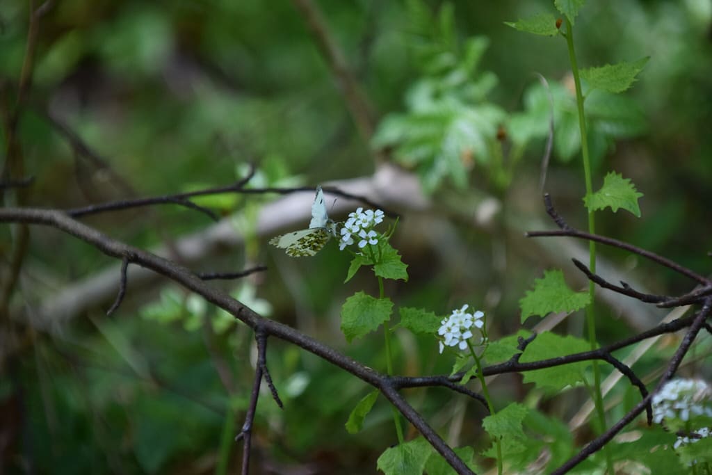 Aurora (Anthocharis cardamines) hun på værtsplante Løgkarse (Alliaria petiolata), som også er en foretrukken nektarplante. Læg mærke til det grøn og sortbrogede mønster på undersiden af bagvingen. Et godt kendetegn for Aurora. Billedet er taget på Bognæs den 29 april 2019 af Zelina Elex Petersen. Forvaltning af Aurora, forvaltning af dagsommerfugle. Ildfugl.com