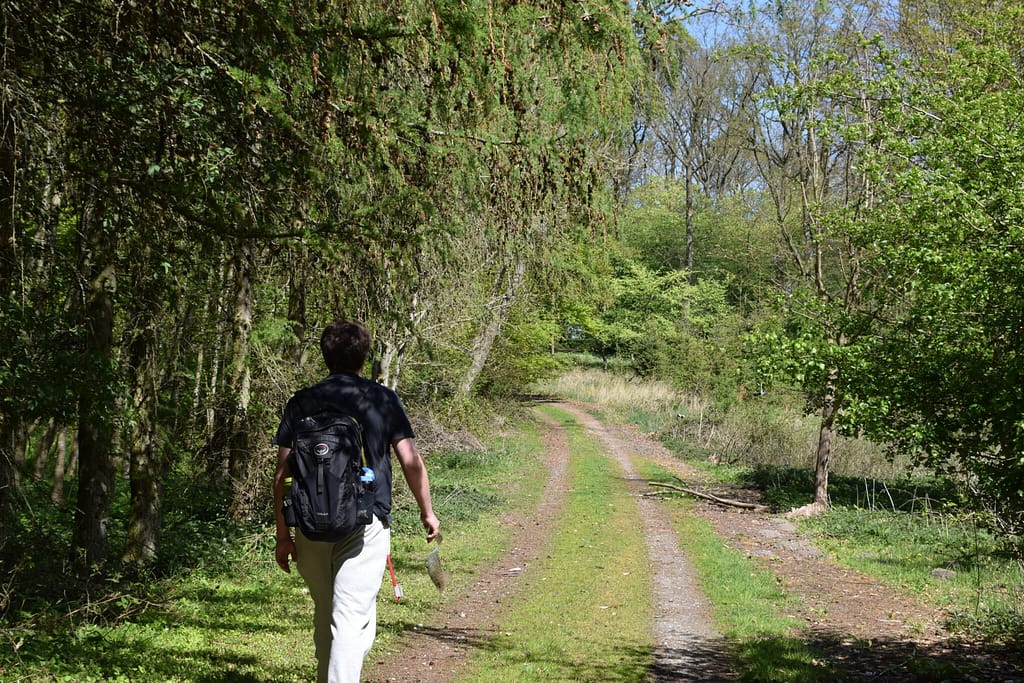 Beskyttelse af Skovrandøje (pararge aegeria). Ildfugl.com