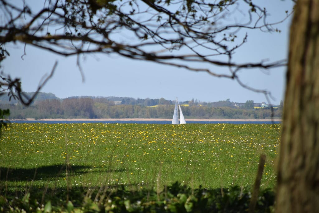 Udsigt over til Gershøj fra Bognæs med en smuk eng fyldt med Mælkebøtter (Taraxacum sp.). Her fløj en del Aurora (Anthocharis cardamines) i april 2019. Billedet er taget af Zelina Elex Petersen. Forvaltning af Aurora, Forvaltning af Dagsommerfugle. Ildfugl.com.