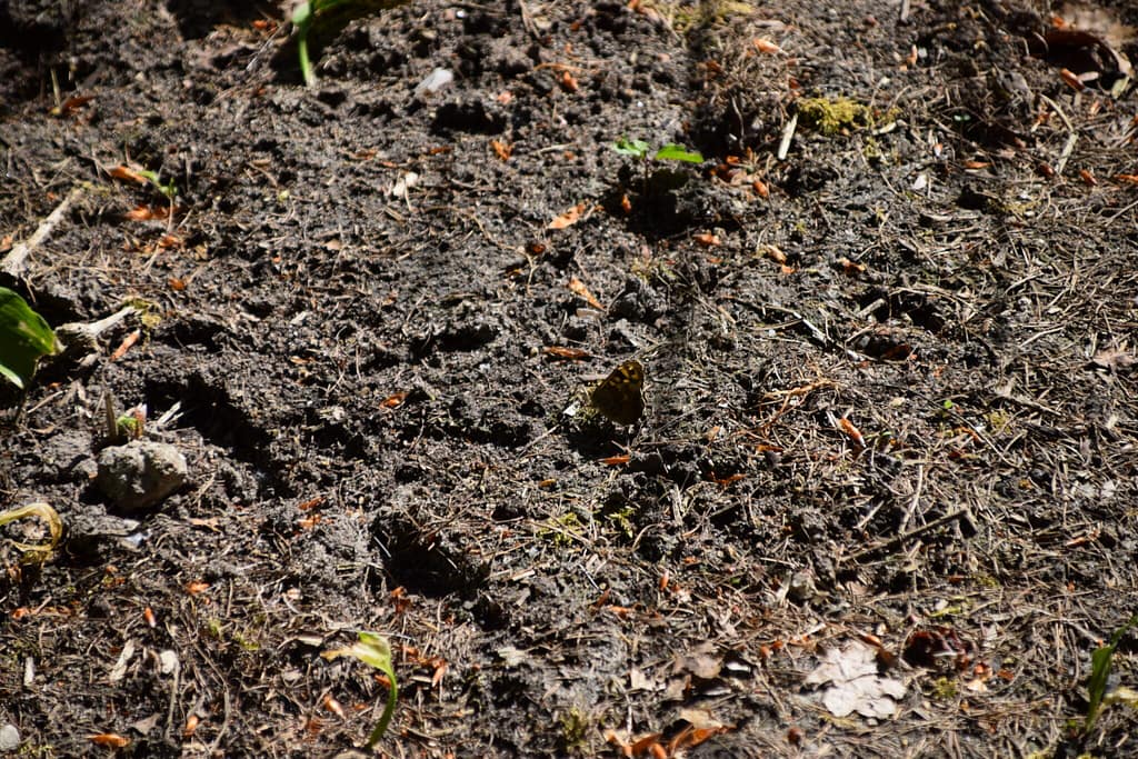 Beskyttelse af Skovrandøje (pararge aegeria). Ildfugl.com