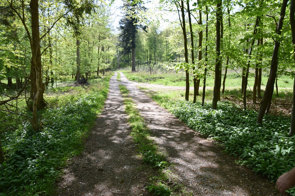 Beskyttelse af Skovrandøje (pararge aegeria). Ildfugl.com