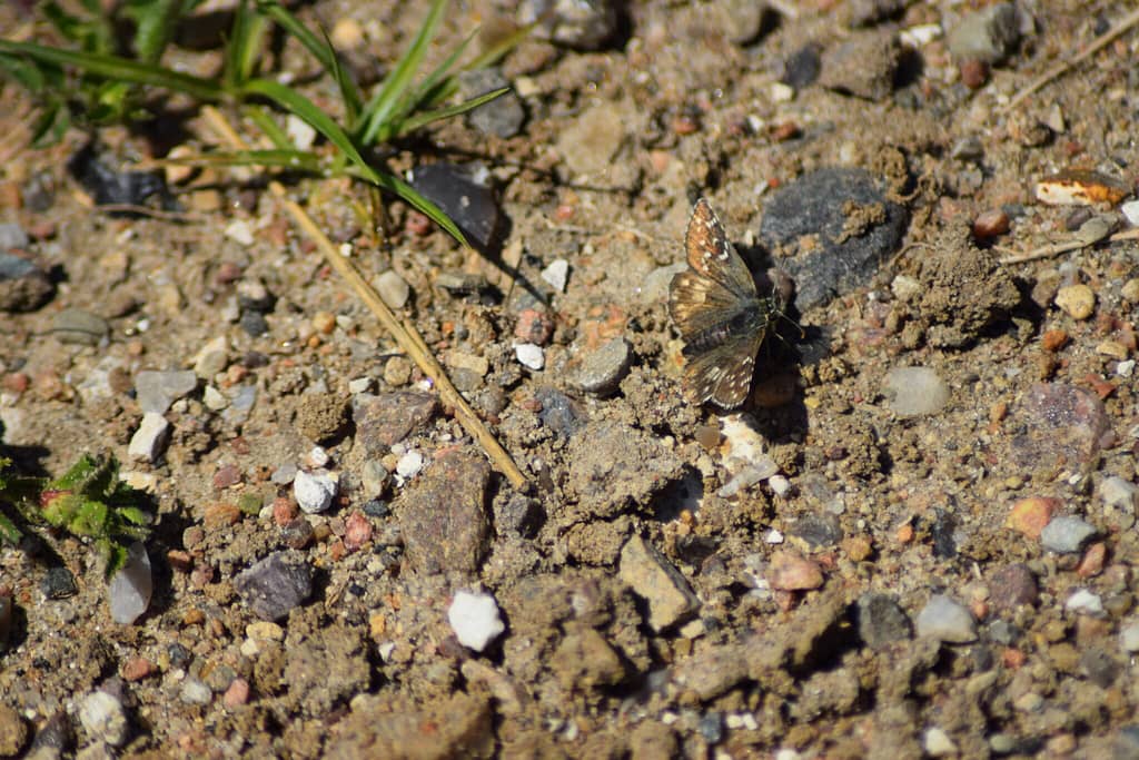 Fransk Bredpande (Pyrgus amoricanus) solbader. Fotograferet på Røsnæs af Zelina Elex Petersen, maj 2022. Ildfugl.com