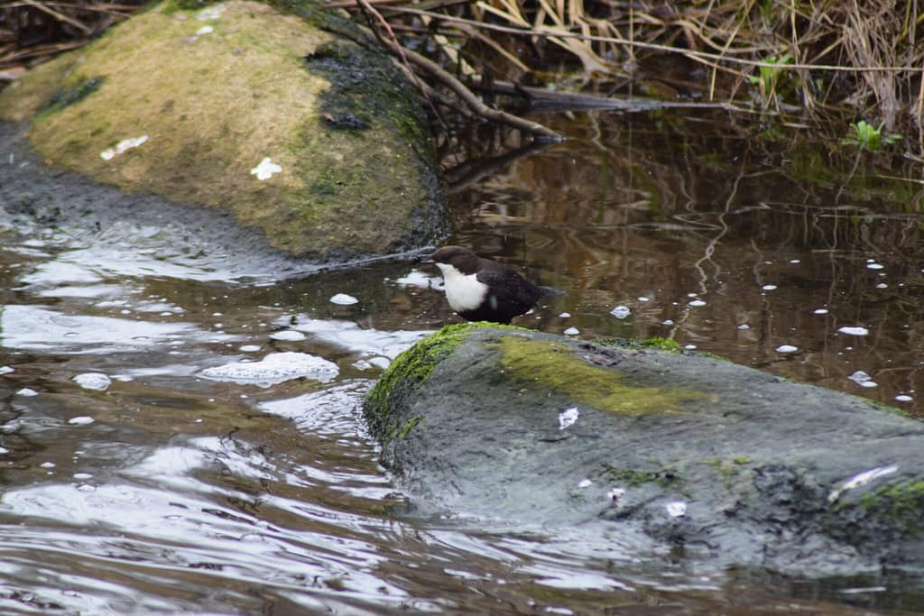 Vandstær (Cinclus cinclus) med vandsnegl i næbbet. Blog, Oplevelser/ Udflugter/ Felttur, Hyggetur, Ildfugl.com
