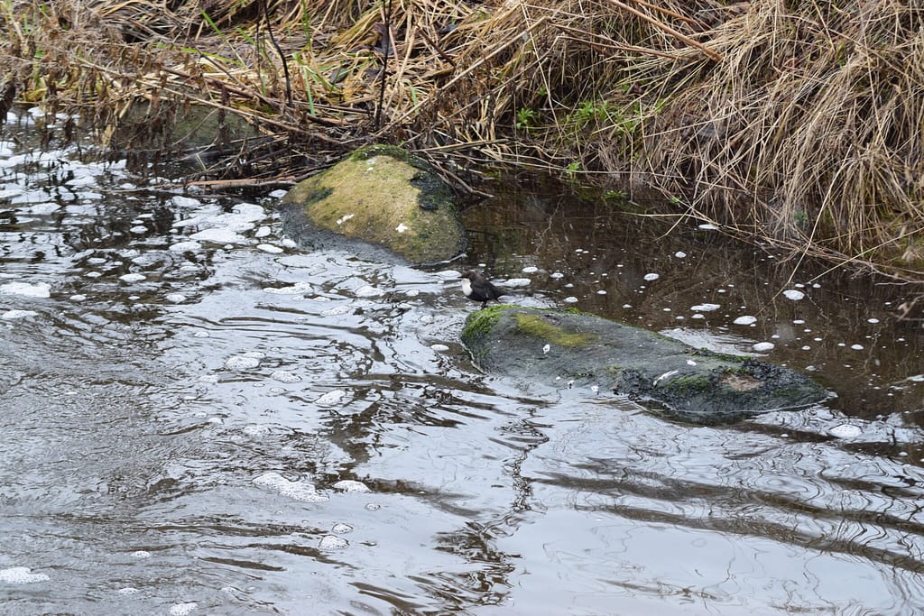 Den lille Vandstær (Cinclus cinclus) holder udkig udover Værebro å. Blog, Oplevelser/ Udflugter/ Felttur, Hyggetur, Ildfugl.com