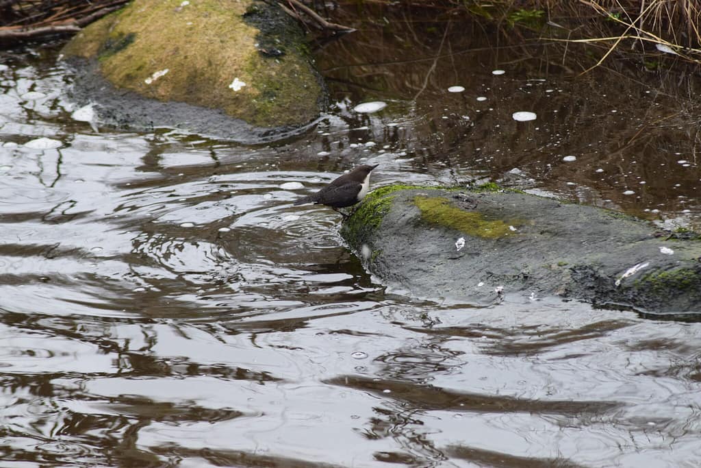 Den lille Vandstær (Cinclus cinclus) er lige kommet op fra jagt nede under vandet i Værebro å.Blog, Oplevelser/ Udflugter/ Felttur, Hyggetur, Ildfugl.com