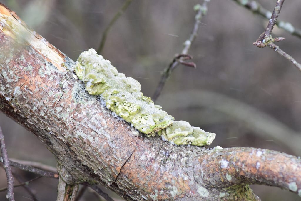 Aner ikke hvilken Grøn svamp dette er desværre, den er utrolig flot! På tur for at se Vandstær (Cinclus cinclus) og måske en Bjergvipstjert (Motacilla cinerea) langs Værebro å. Blog, Oplevelser/ Udflugter/ Felttur, Hyggetur, Ildfugl.com