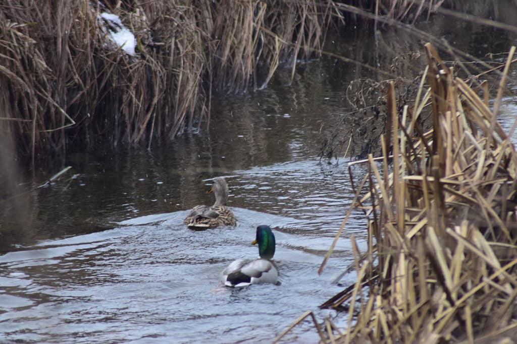 En han og hun Gråand (Anas platyrhynchos) fuldte os på vejen op ad Værebro å. Selvom de ikke var Bjergvipstjert (Motacilla cinerea), var de super søde alligevel. På tur for at se Vandstær (Cinclus cinclus) og måske en Bjergvipstjert (Motacilla cinerea) langs Værebro å. Blog, Oplevelser/ Udflugter/ Felttur, Hyggetur, Ildfugl.com