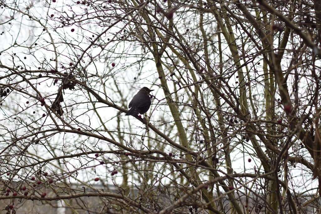 Solsort (Turdus merula) i et Hunderosekrat (Rosa canina) ved Værebro å tæt ved Møllemosen i Jonstrup. På tur for at se Vandstær (Cinclus cinclus) og måske en Bjergvipstjert (Motacilla cinerea) langs Værebro å. Blog, Oplevelser/ Udflugter/ Felttur, Hyggetur, Ildfugl.com