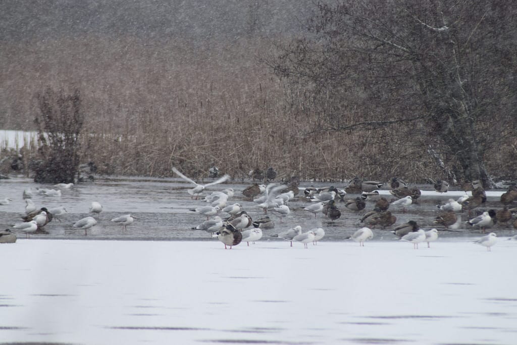 Fugle ved Møllemosen i det dejlige snevejr. De havde nok fortrukket det ikke sneede så kraftigt. På tur for at se Vandstær (Cinclus cinclus) og måske en Bjergvipstjert (Motacilla cinerea) langs Værebro å. Blog, Oplevelser/ Udflugter/ Felttur, Hyggetur, Ildfugl.com